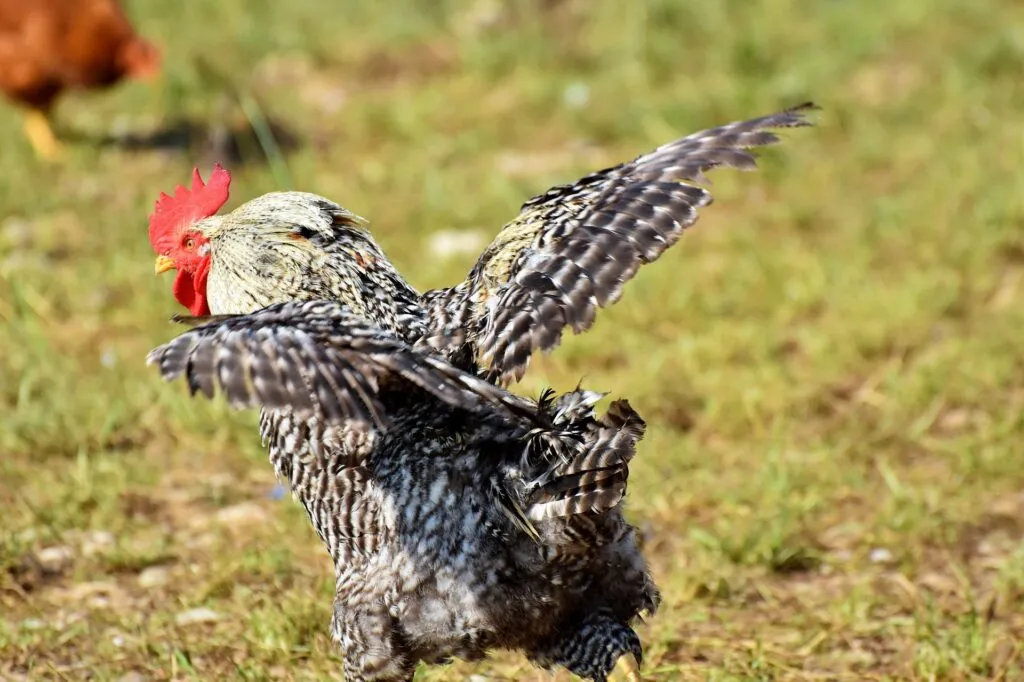Do chickens fly