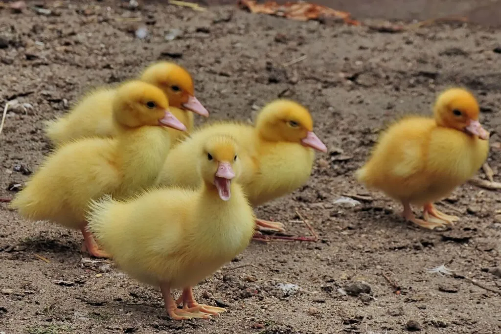 heat lamp for ducks