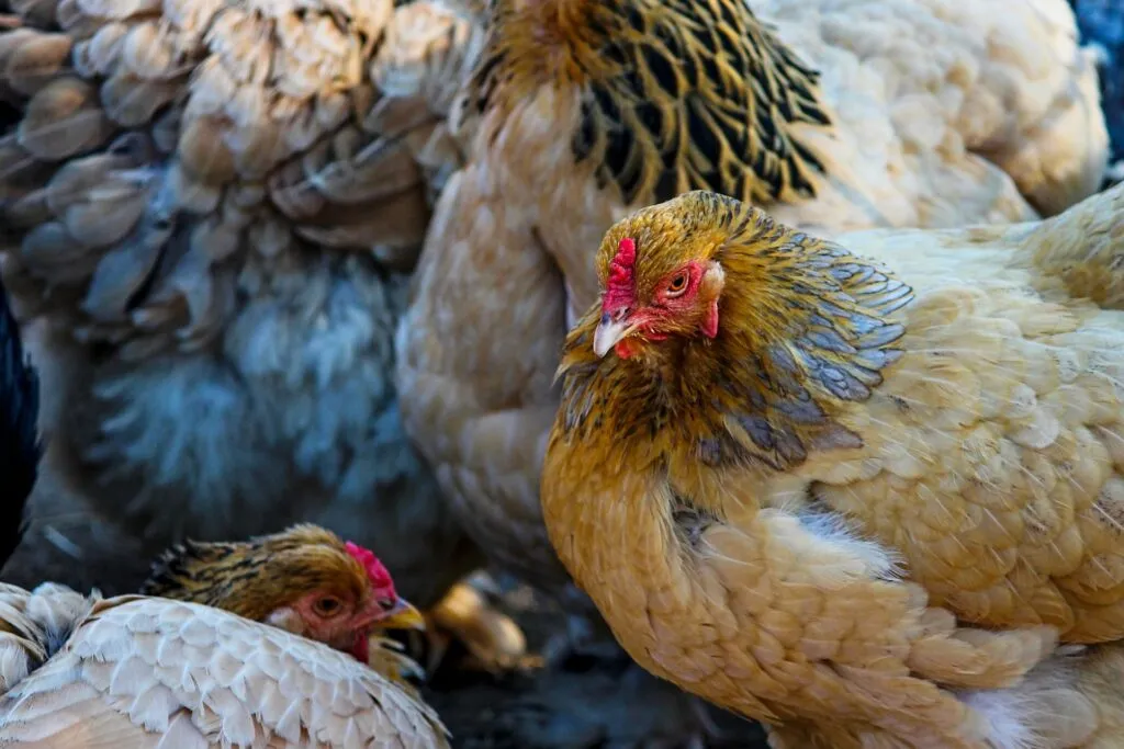 Best automatic chicken feeder