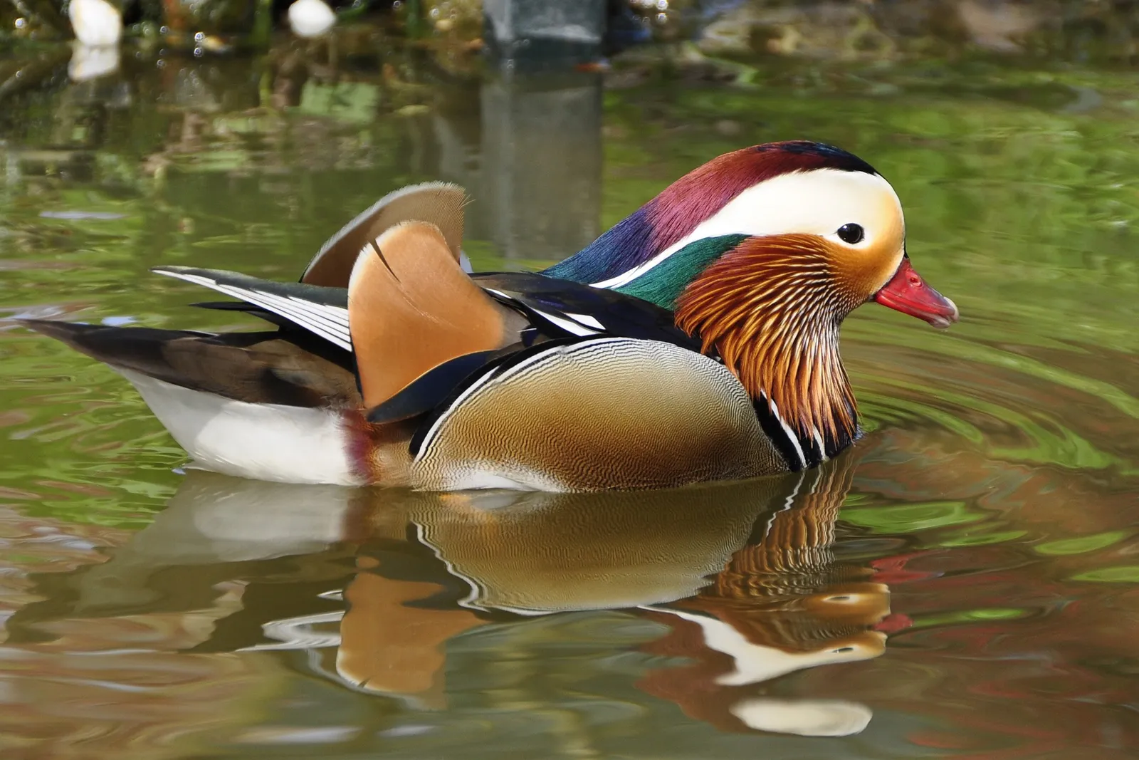 miniature ducks