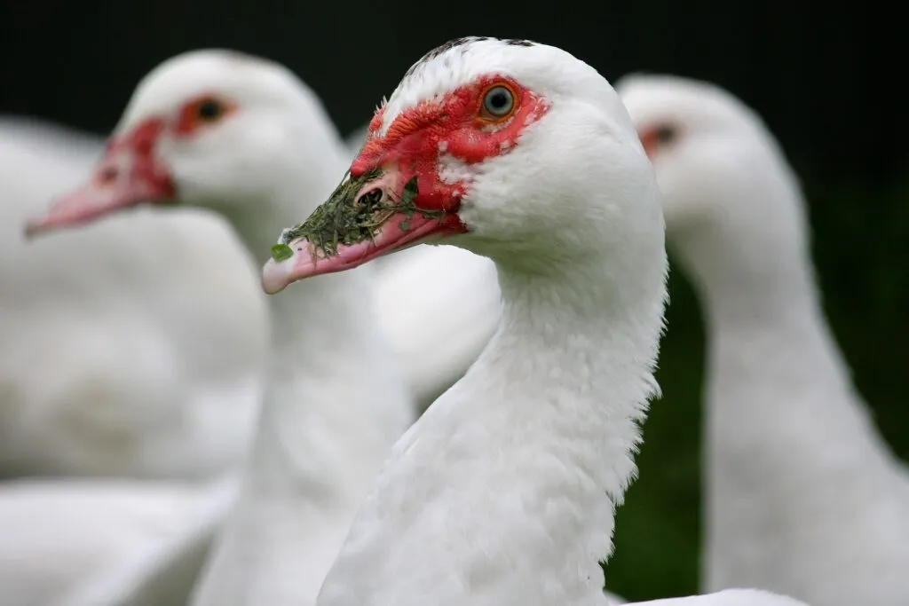farm birds