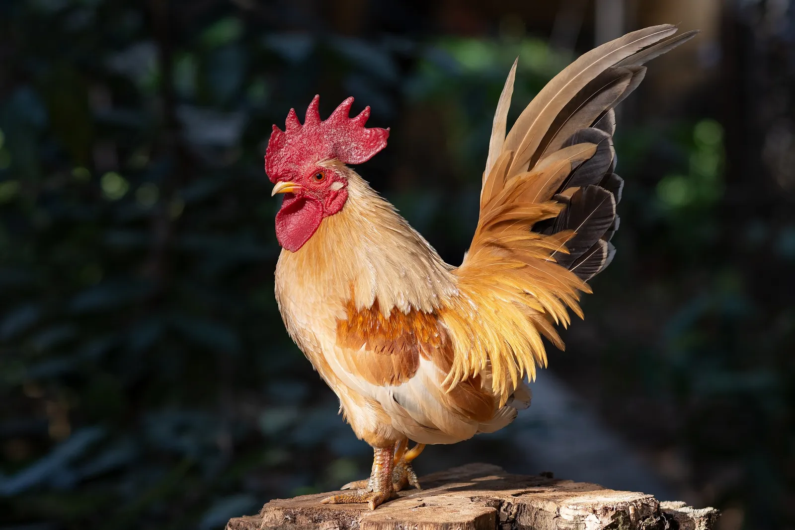 serama chicken eggs