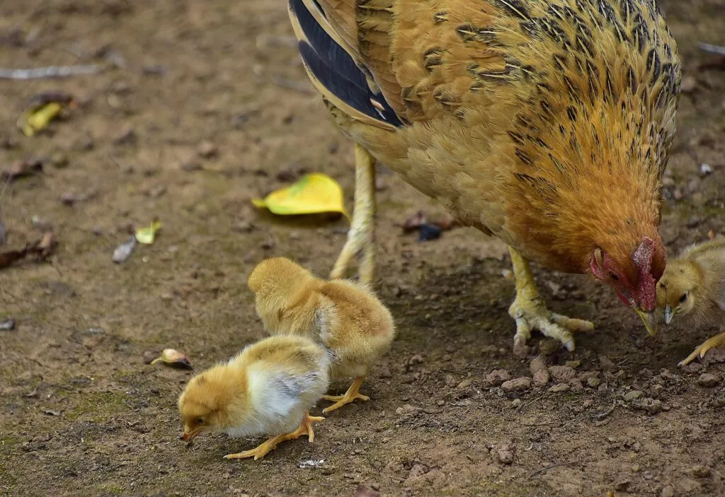 When Can Chicks Go Outside