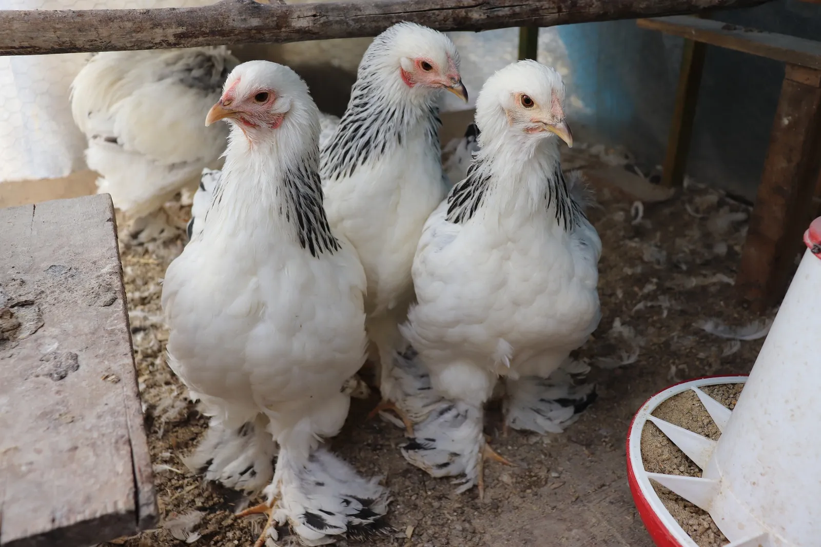 chicken coop roof