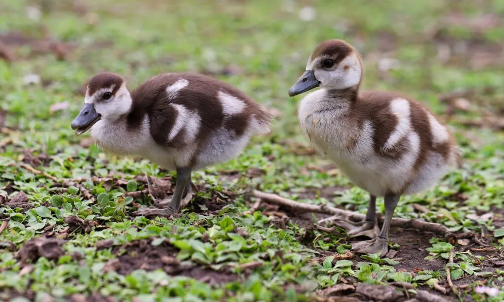 incubator for goose eggs