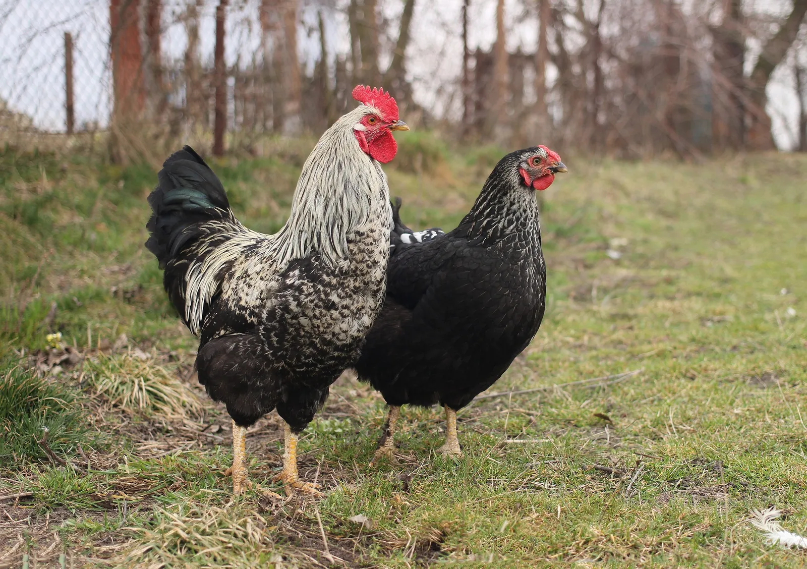 chicken run roof