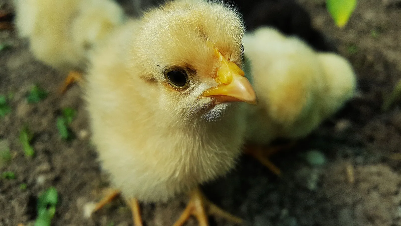 what to feed baby chickens