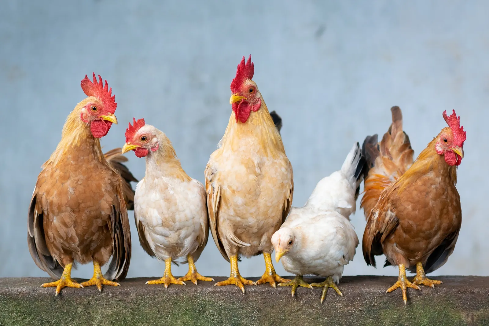 mini chickens
