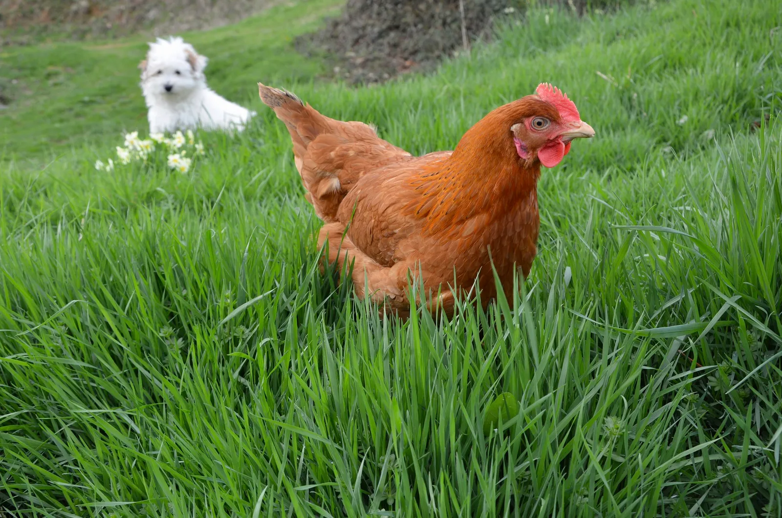 pet house chicken coop