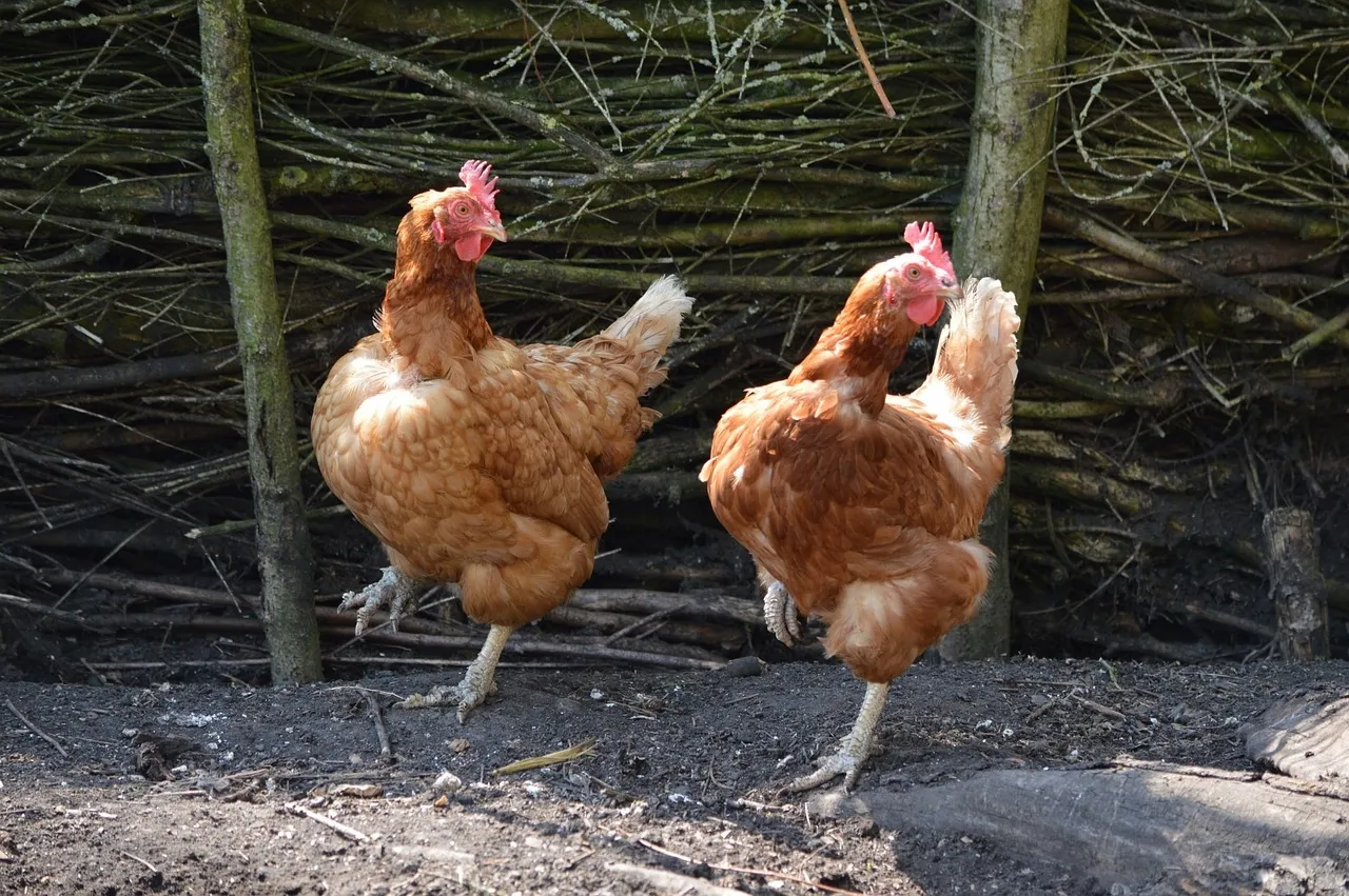 do chickens fart