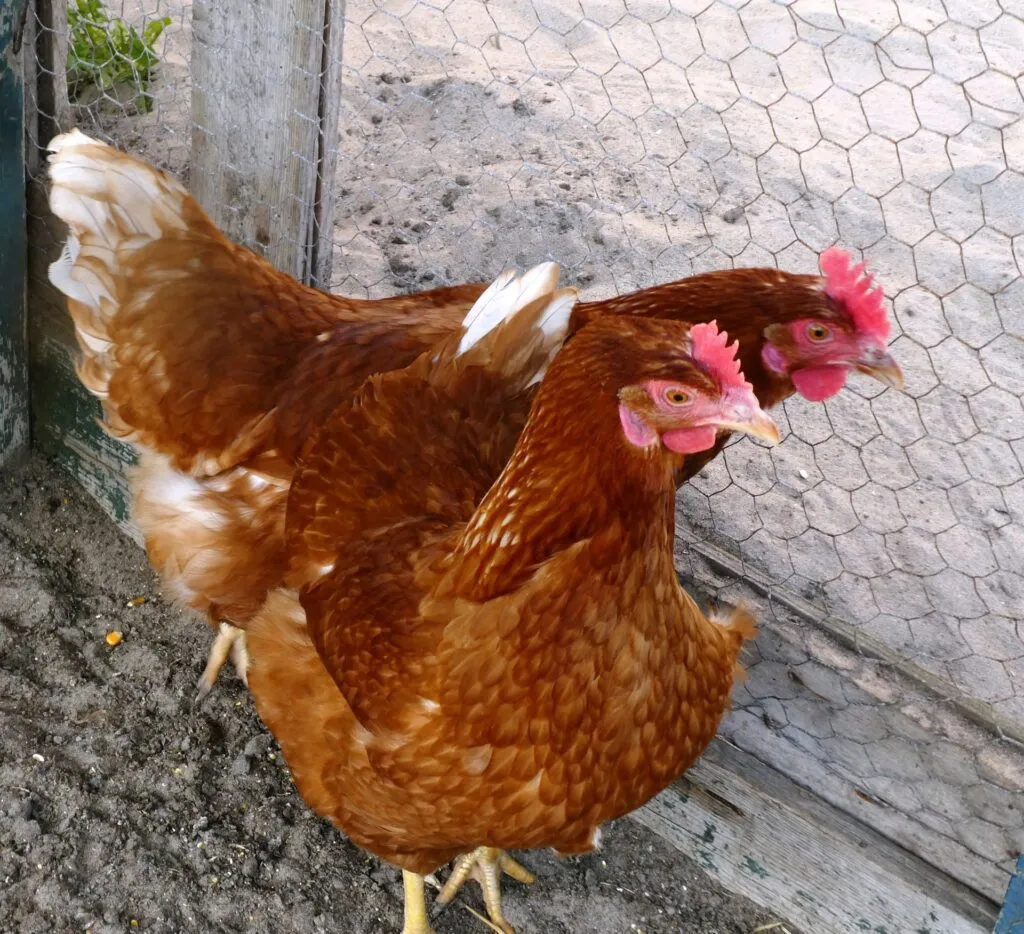 covered chicken run