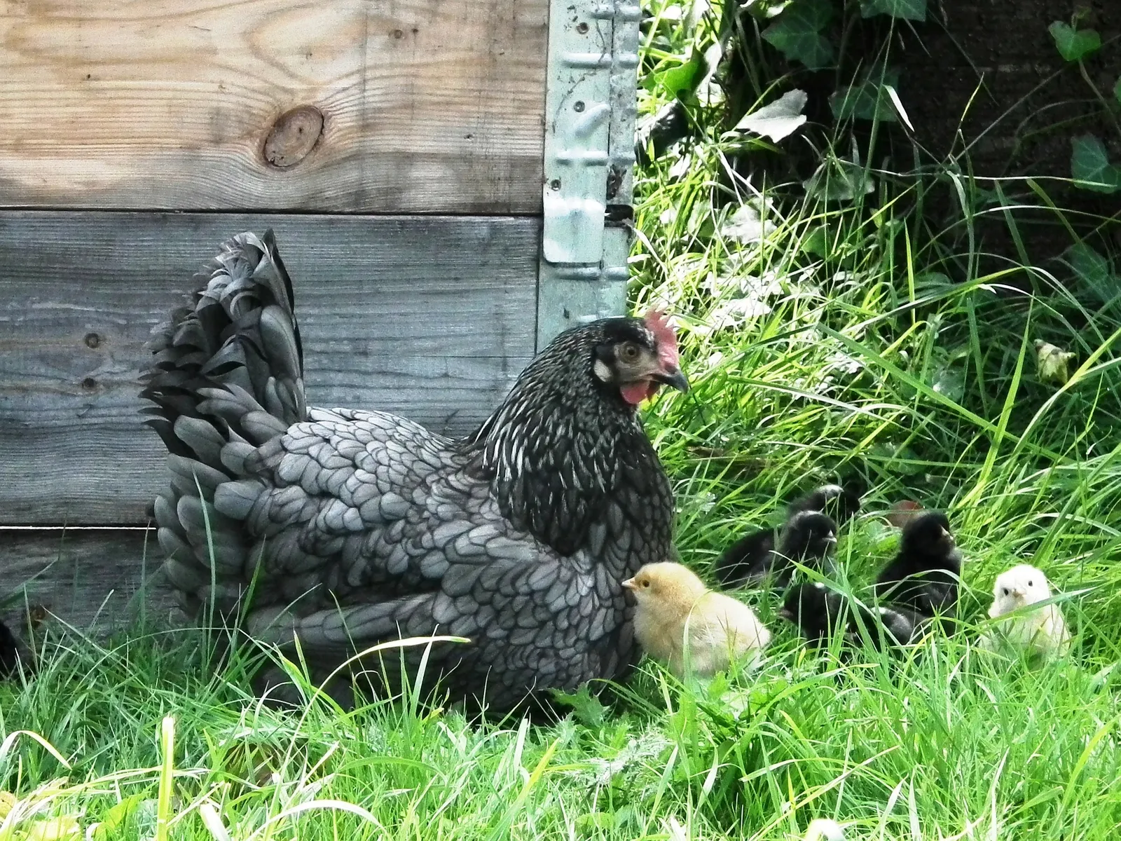 jersey giant eggs