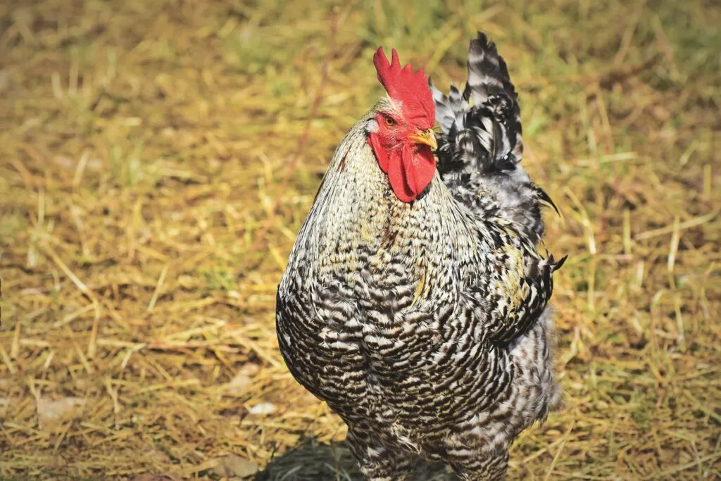 barred rock roosters
