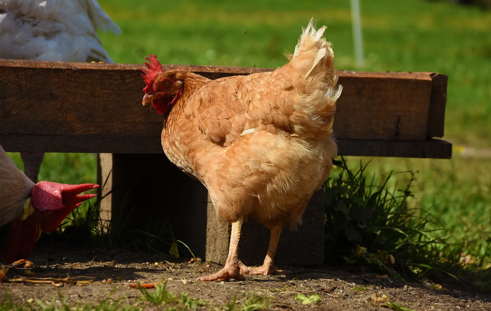 chicken coop floor