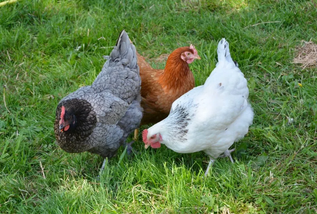 good chicken names