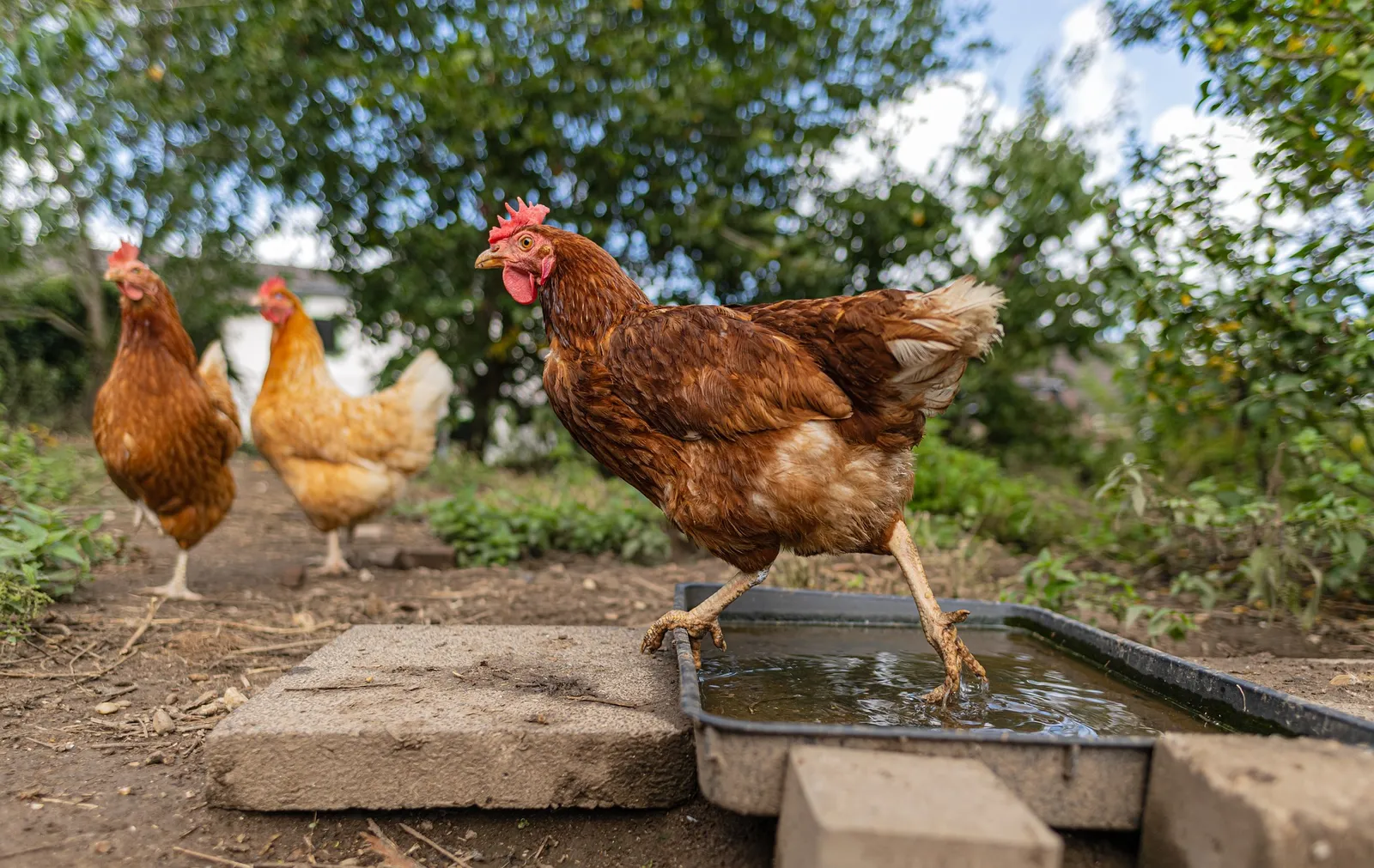 chicken drinking