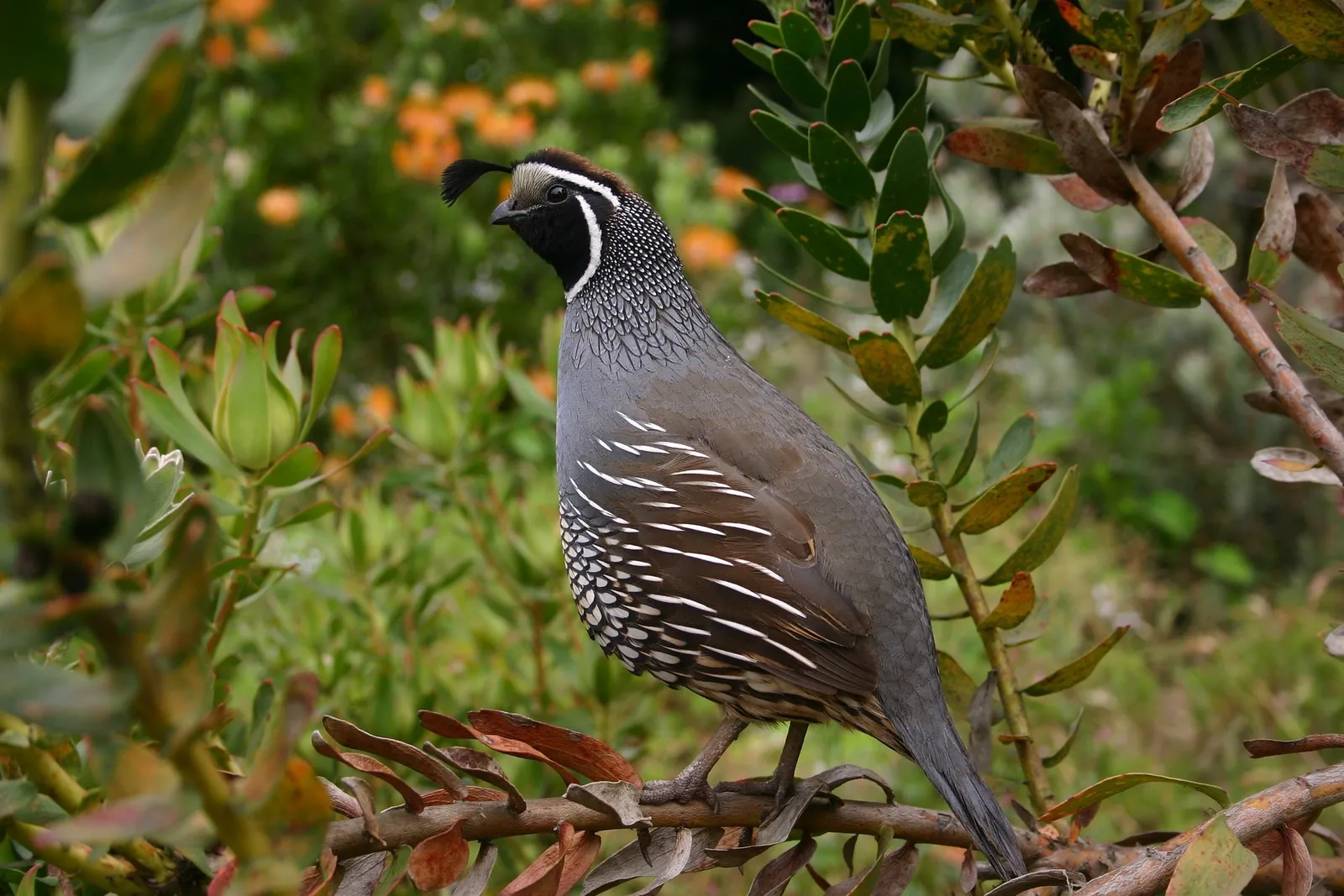 quail pen ideas