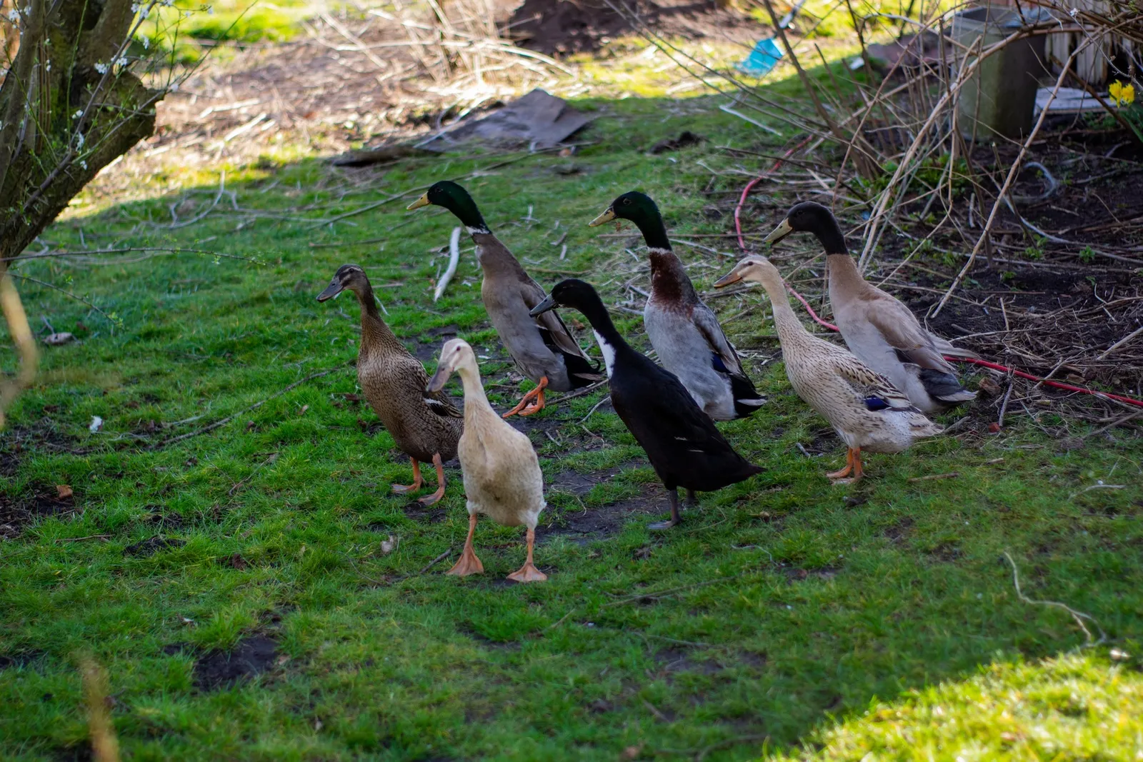 farm ducks