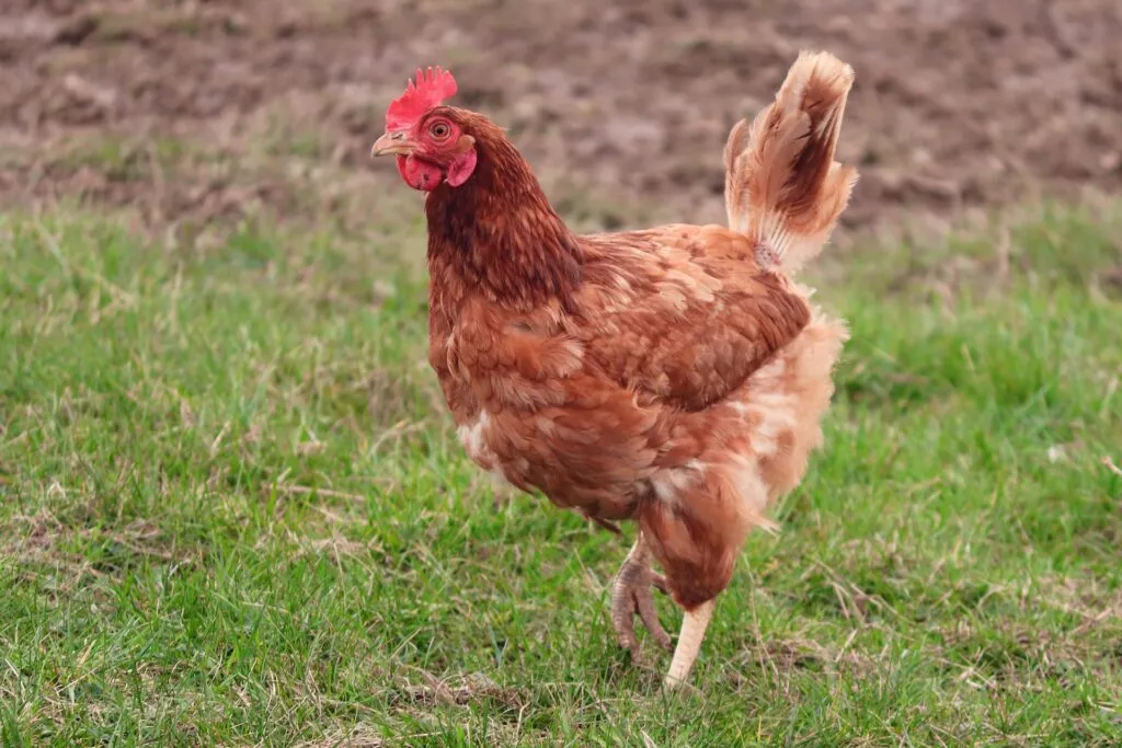 Open Chicken Run