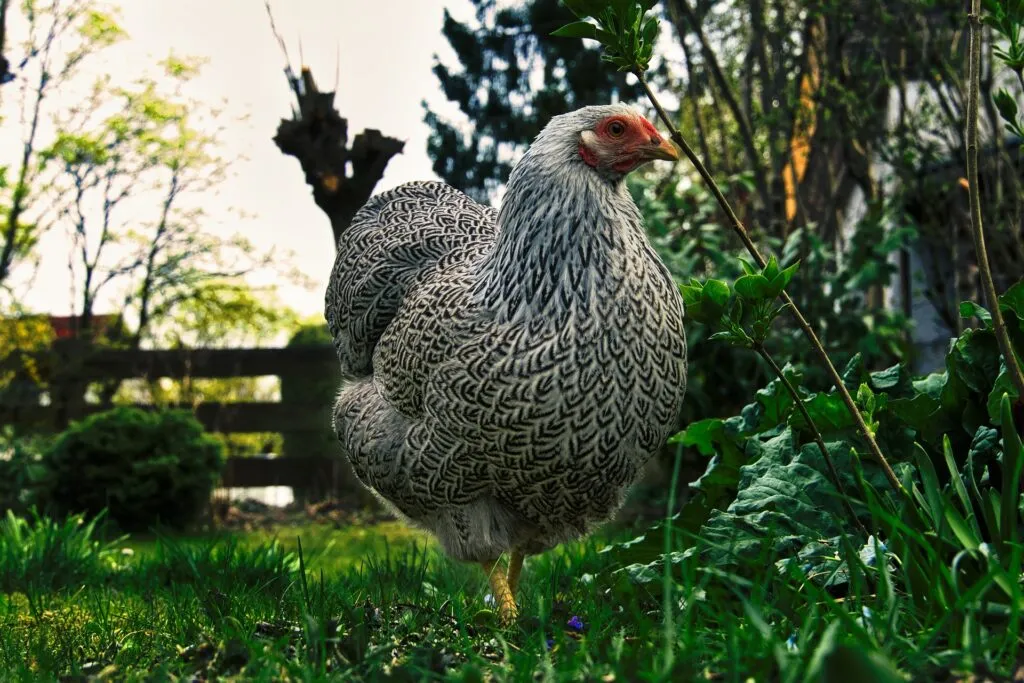 garlic for chickens