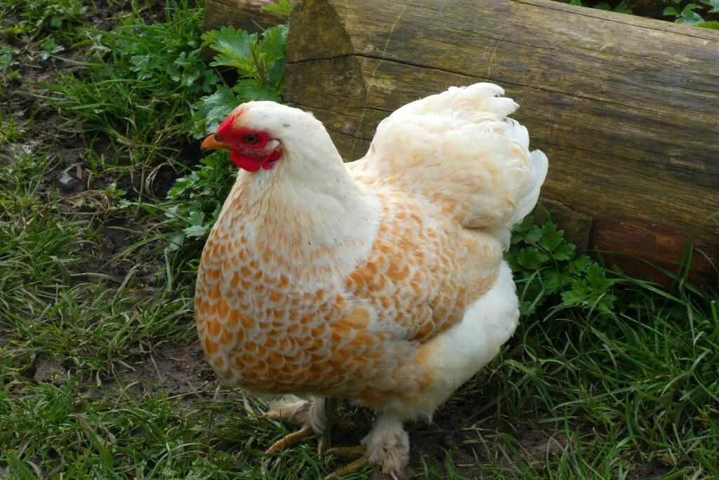 gifts for chicken lovers