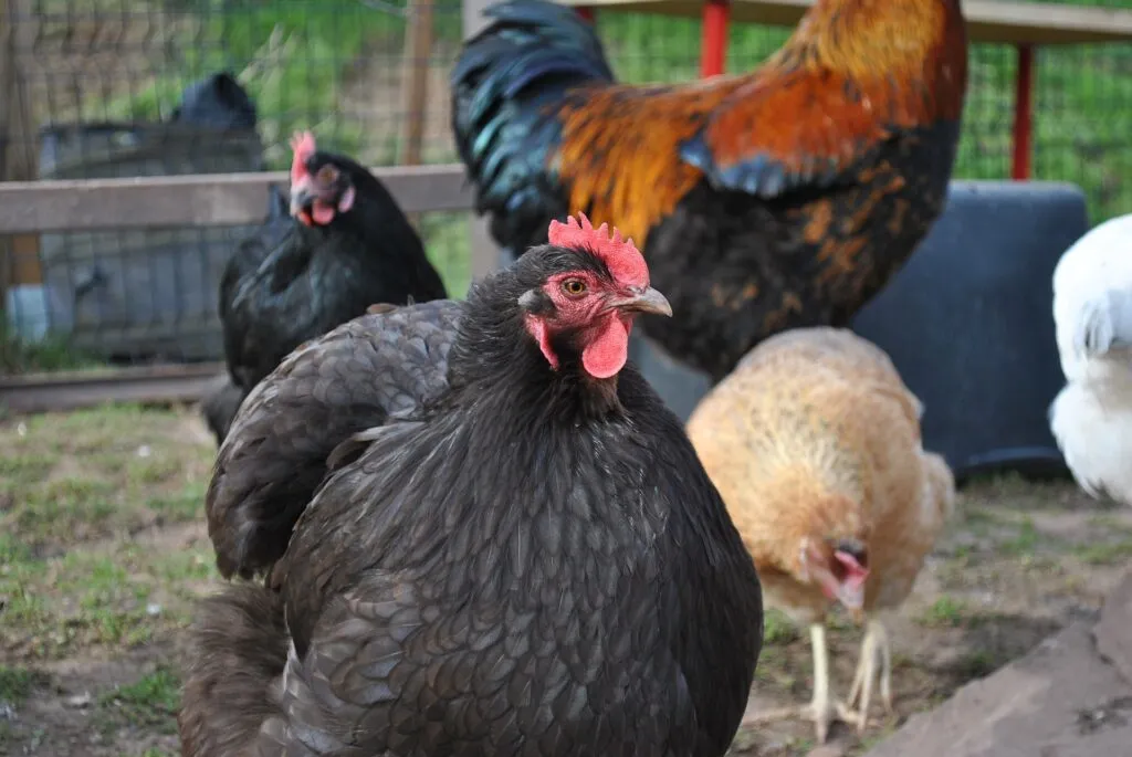 Backyard Chicken Breeds