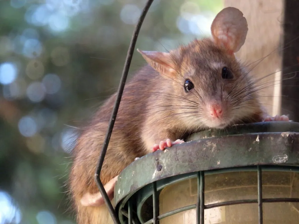 get rit of rats