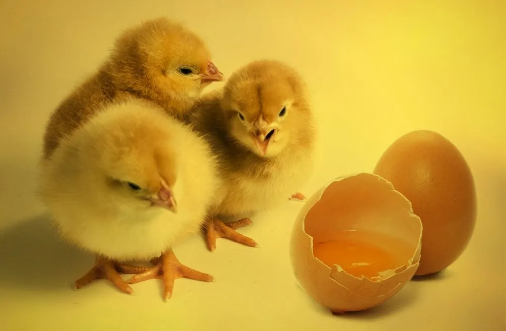 Chick Brooders