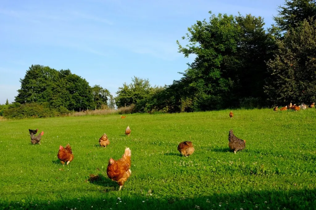 Backyard Chicken Farm