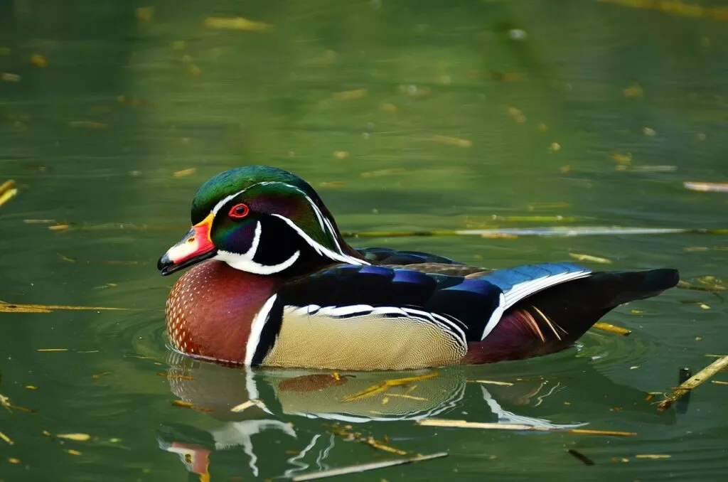 Drake Duck