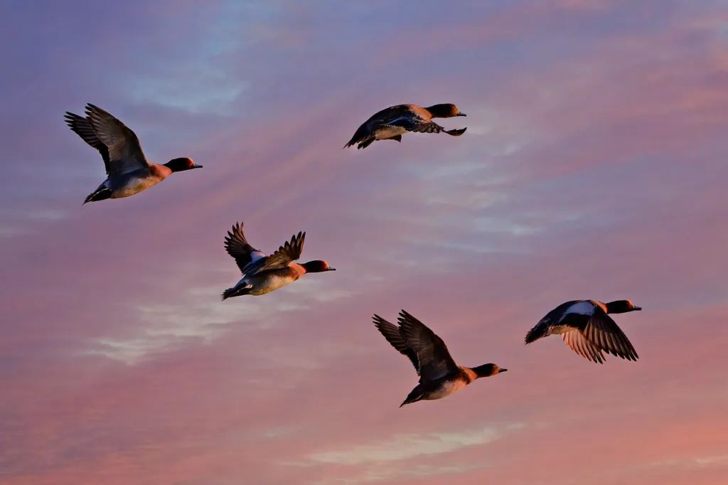 flying ducks