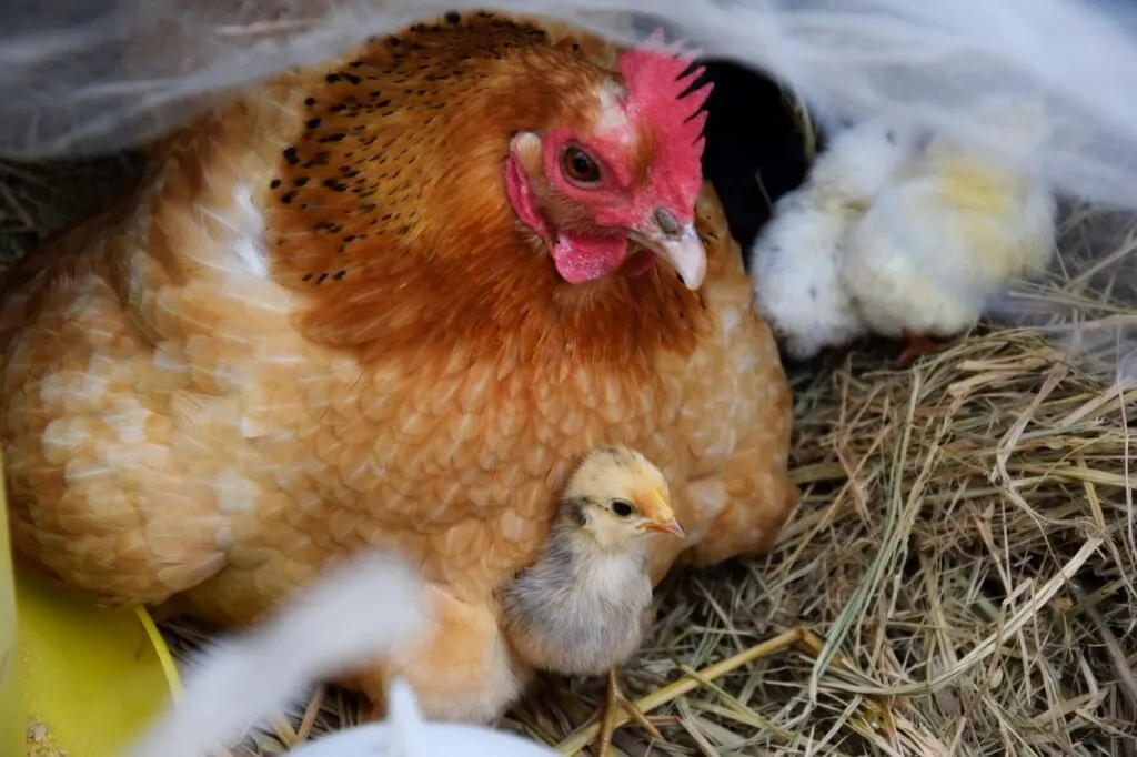 Nesting for Chickens