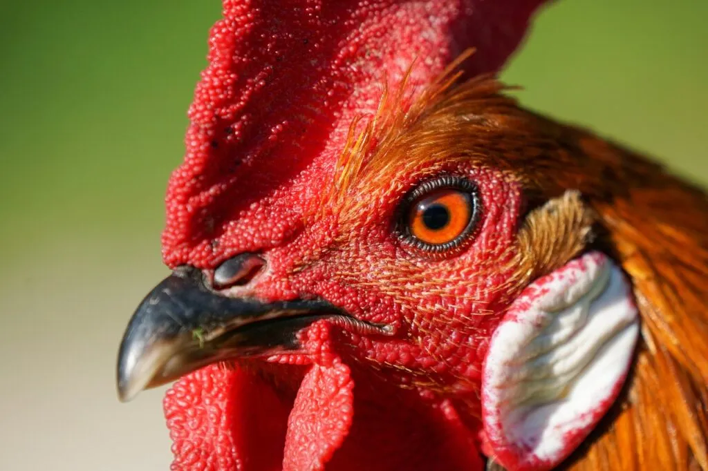 How Long Does a Rooster Live