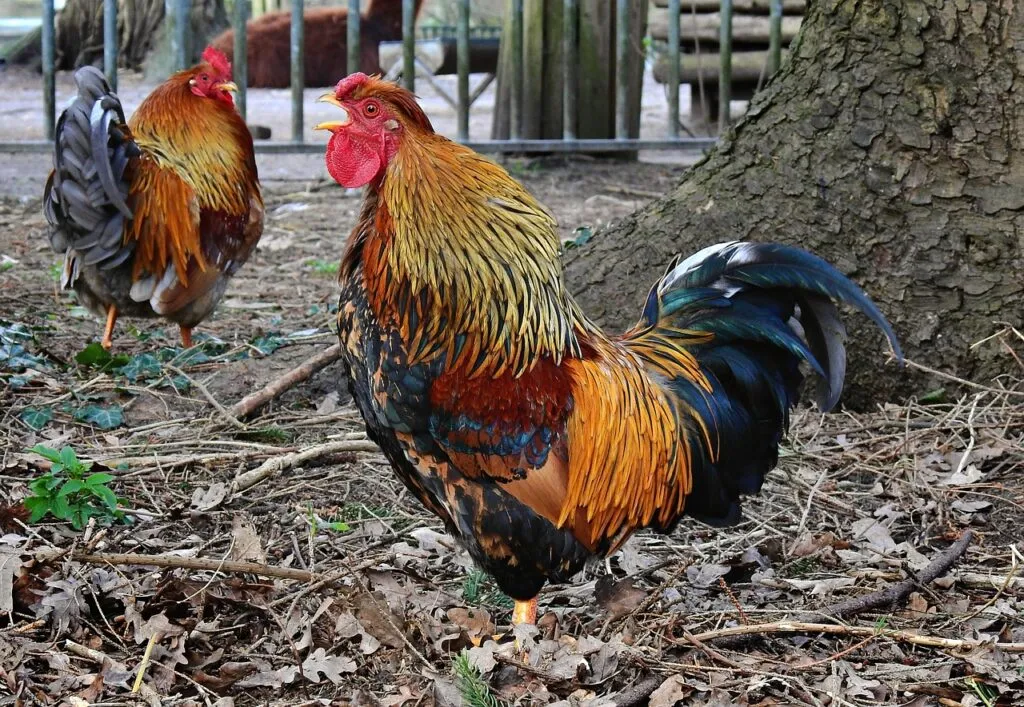 Best Bedding For Chickens 