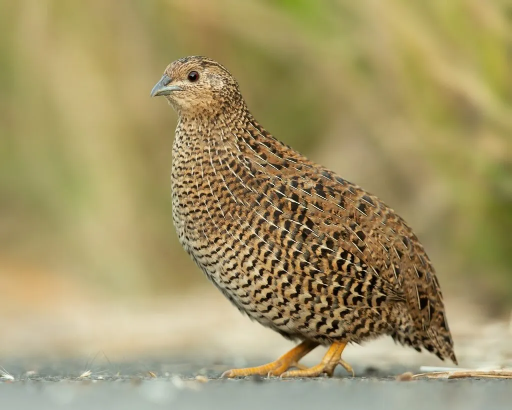 Quails as Educational Pets
