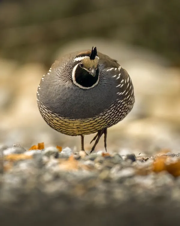 Quail Care for Beginners