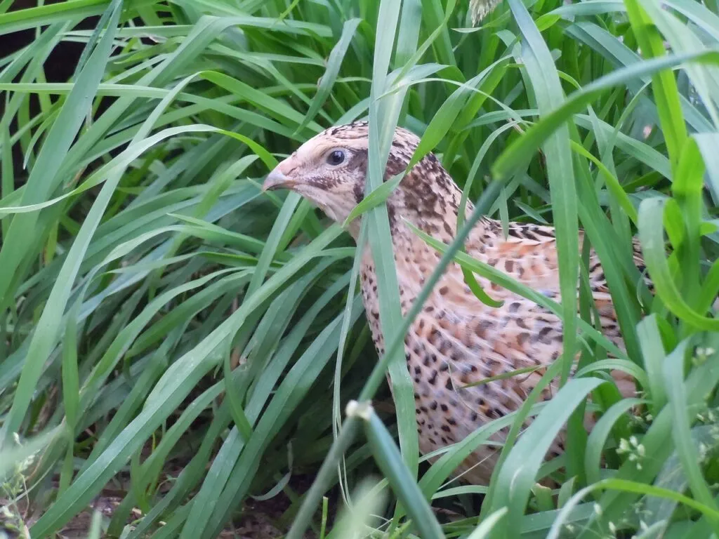 Lighting for Quails