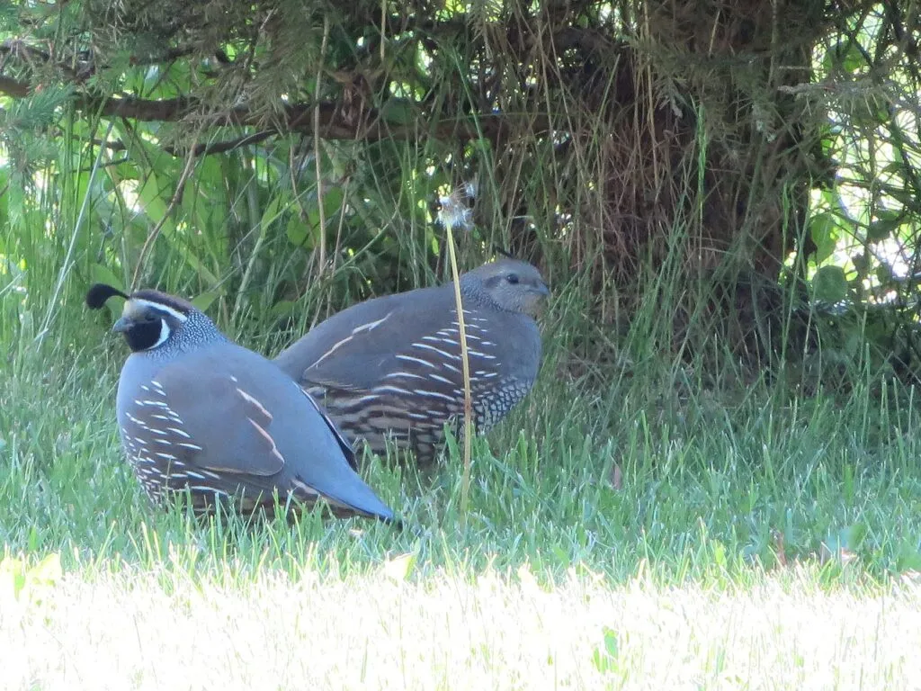 Quail Caring for Beginners