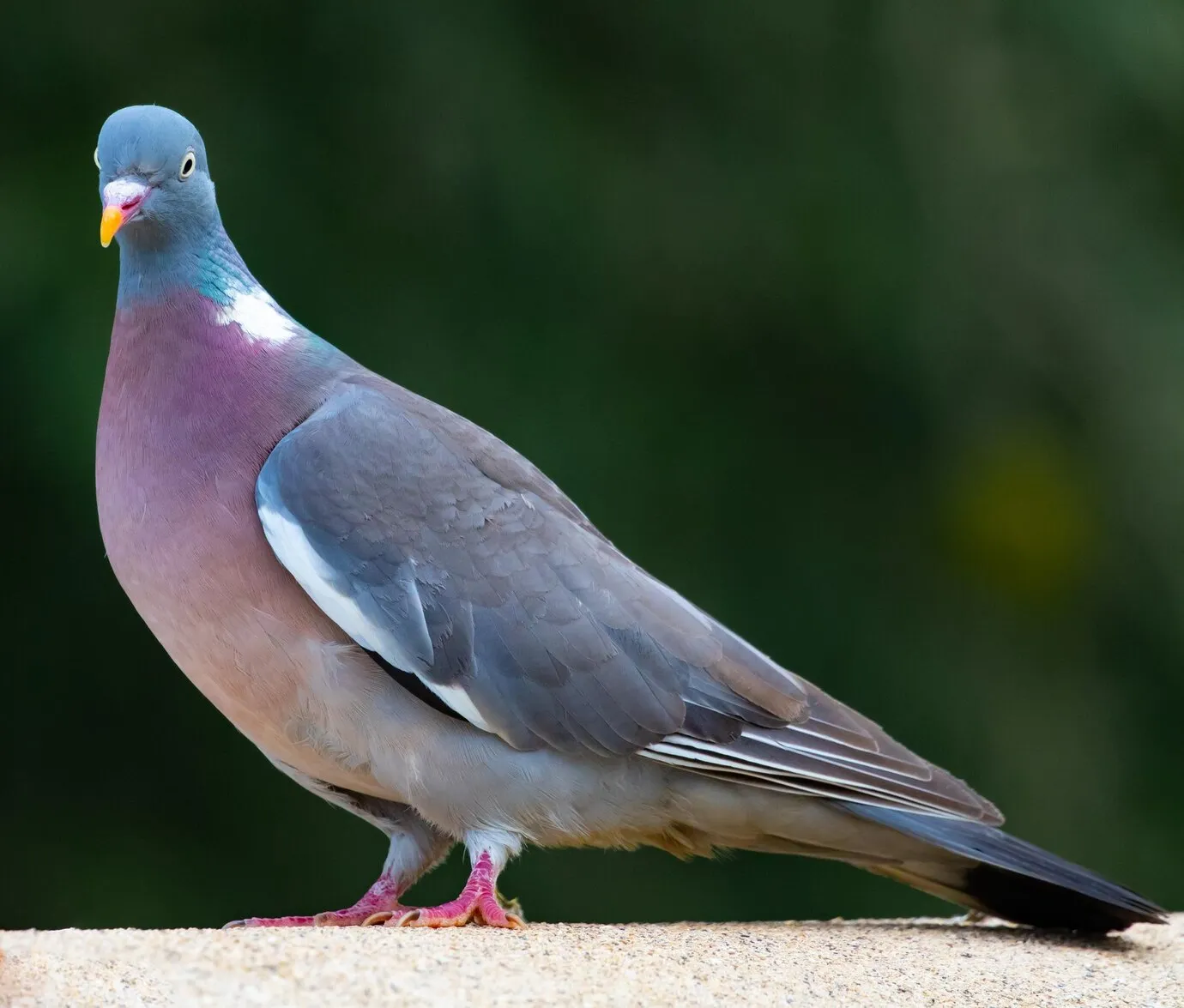 Different Pigeon Varieties