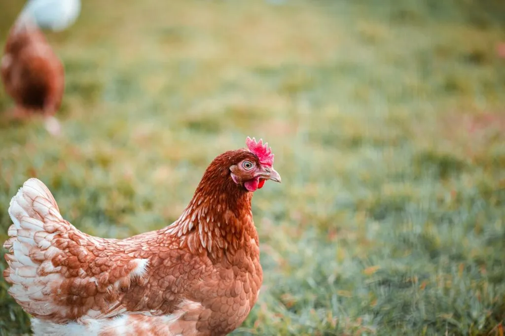 Do Chickens Fly a lot