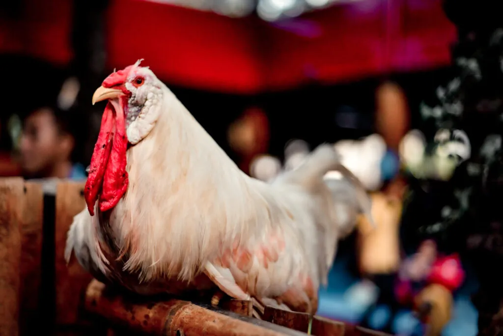 Show Chickens